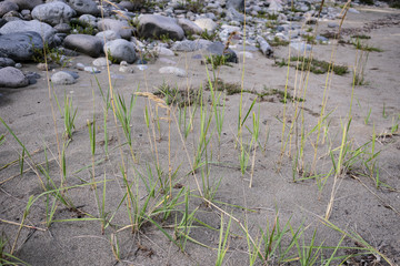grass pushing up through the sand layers