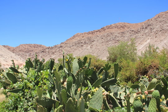 Codpa Village, Chile