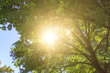 Fototapeta premium Sonnenstrahlen im Park