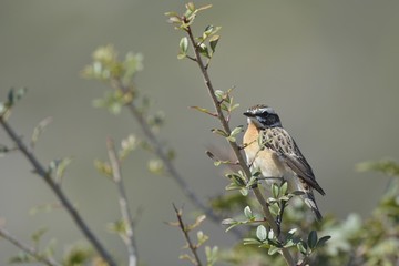 Whinchat - Saxicola rubetra, Crete, Greece