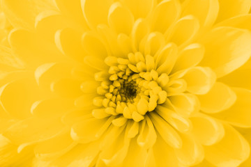 Beautiful yellow flower close-up
