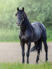 Full body portrait of black Andalusian horse.