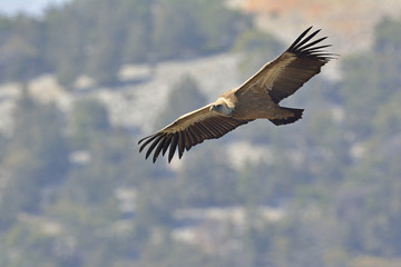 Griffon Vulture - Gyps fulvus, Crete