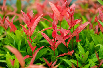 water drops on red and green natural leaves  background
