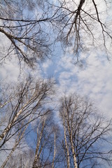 trees and the sky