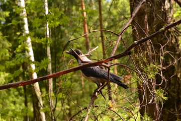 grey crow in the forest