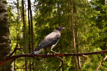 grey crow in the forest