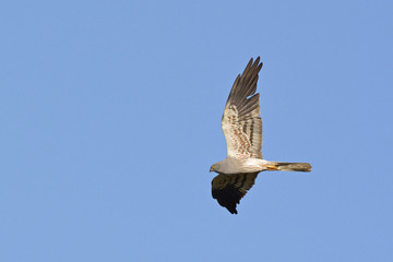 Montagu's Harrier (Circus pygargus). Greece