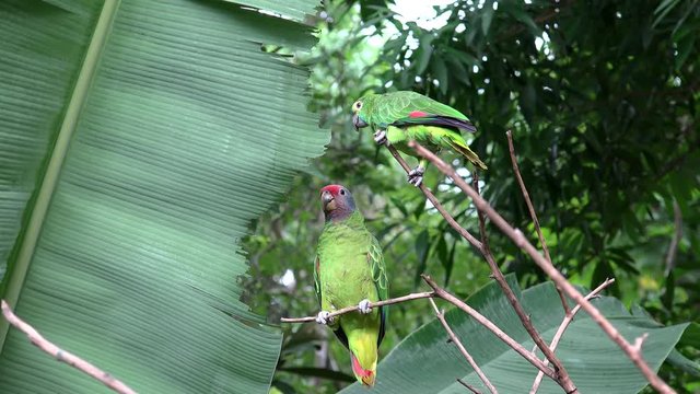 Red-tailed amazon (Amazona brasiliensis) & Turquoise-fronted amazon (Amazona aestiva) parrots.