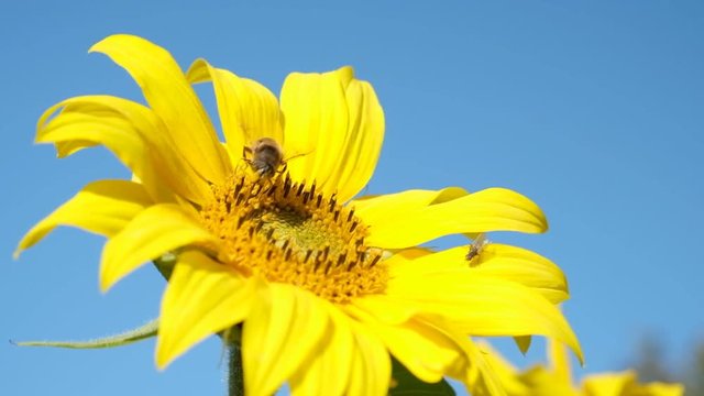 Sunflower rocking in the wind with a bee foraging