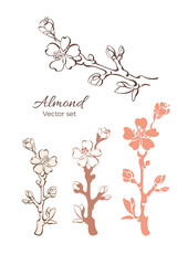 Vector nature set. Almond tree, branch, flower