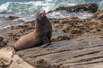 Obraz premium The jolla of san diego. The California sea lion (Zalophus californianus).Their color varies from brown to chocolate in males to a more golden brown in females.
