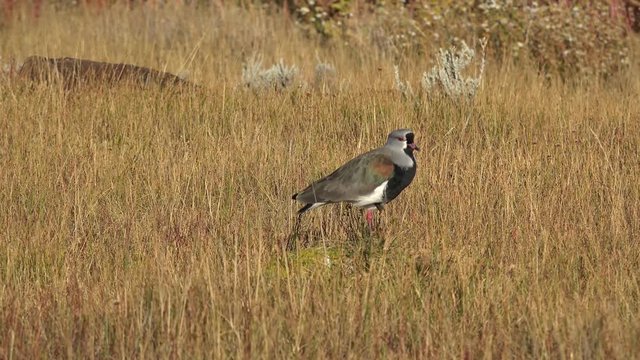 Southern lapwing (Vanellus chilensis)  in Laguna Nimez nature reserve. El Calafate, Santa Cruz Province, Patagonia, Argentina