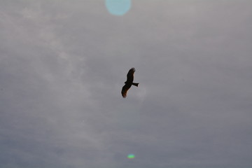 bird hawk