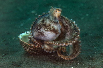 Coconut octopus (Amphioctopus marginatus) using seashell for shelter. Picture was taken in Lembeh Strait, Indonesia