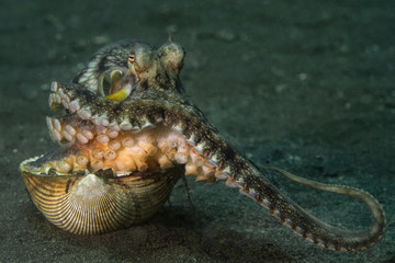 Coconut octopus (Amphioctopus marginatus) using seashell for shelter. Picture was taken in Lembeh Strait, Indonesia