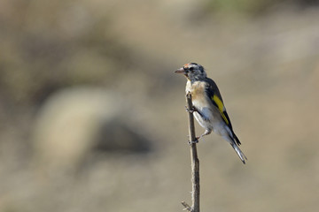 European Goldfinch (Carduelis carduelis), Greece	