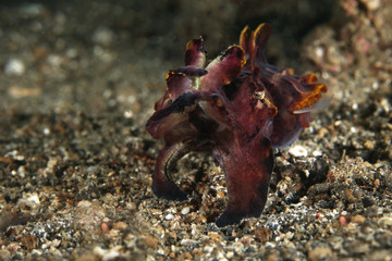 Flamboyant Cuttlefish (Metasepia pfefferi). Picture was taken in Lembeh Strait, Indonesia