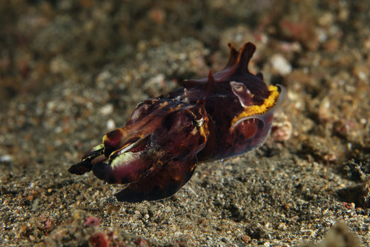 Flamboyant Cuttlefish (Metasepia pfefferi). Picture was taken in Lembeh Strait, Indonesia