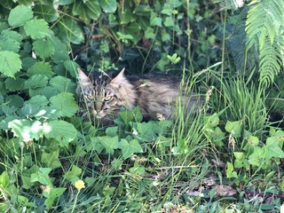 Chat dans la nature