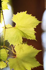Obraz premium Beautiful grape leaves in the backlight