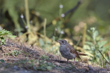 Juvenile Common Nightingale (Luscinia megarhynchos), Greece