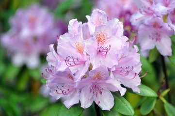 Rosa Rhrododendron im Garten