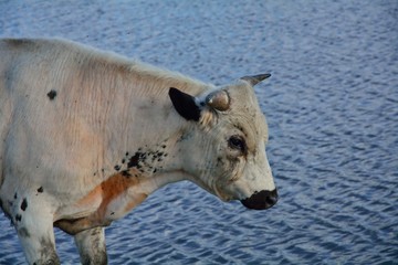 Cow at the water