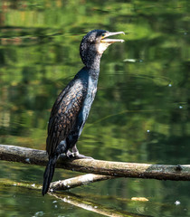 Naklejka premium Kormoran - Phalacrocorax carbo