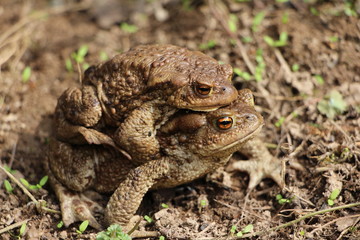 toad
