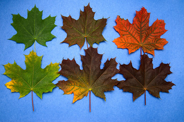 colored autumn maple leaves with color change, on blue background