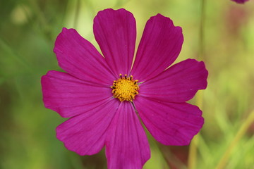 Obraz premium flower