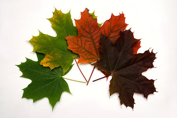 colored autumn maple leaves with color change, on white background