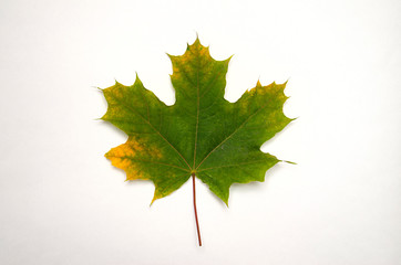 green maple leaf lies on white background, top view