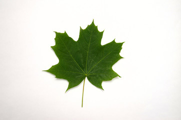 green maple leaf lies on a white background, top view