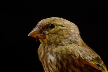Птичка/Bird
