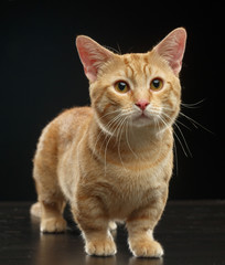 Obraz premium Munchkin cat isolated on Black Background in studio