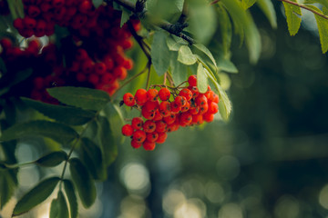 Brush of ripe red berries of mountain ash on a branch