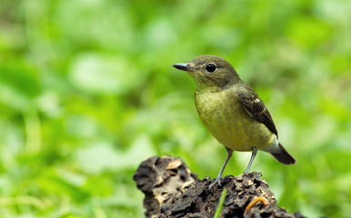 Yellow-rumped flycatcher are from Bangkok Thailand