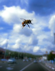 bee in the city