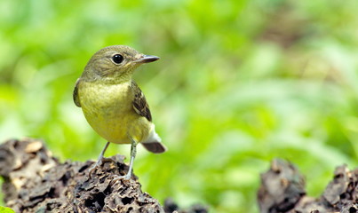 Yellow-rumped flycatcher are from Bangkok Thailand