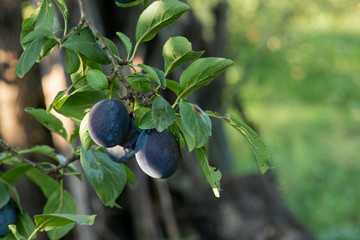 plum tree