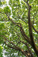 Fototapeta premium A Low Vantage Point to the leaves of Rain tree , Looking up to the sky