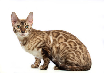 Bengal cat isolated on White Background in studio