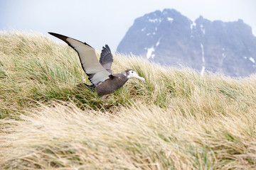 Portrait Shots Different Species Birds Antarctica