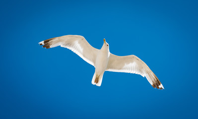 seagull in flight