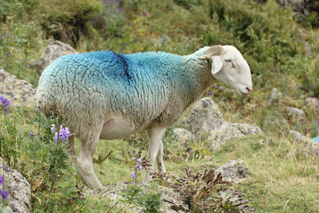 Fototapeta premium Mouton dans la montagne-2309