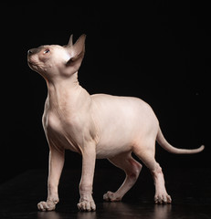 Sphinx cat isolated on Black Background in studio