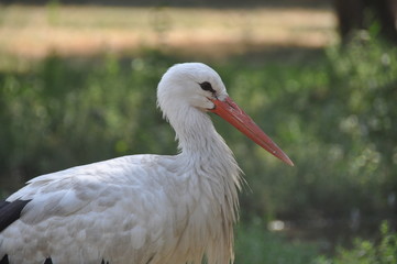 white stork on grass