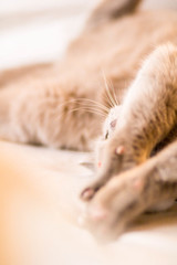 verschmuste Katze im Spiel auf dem Bett